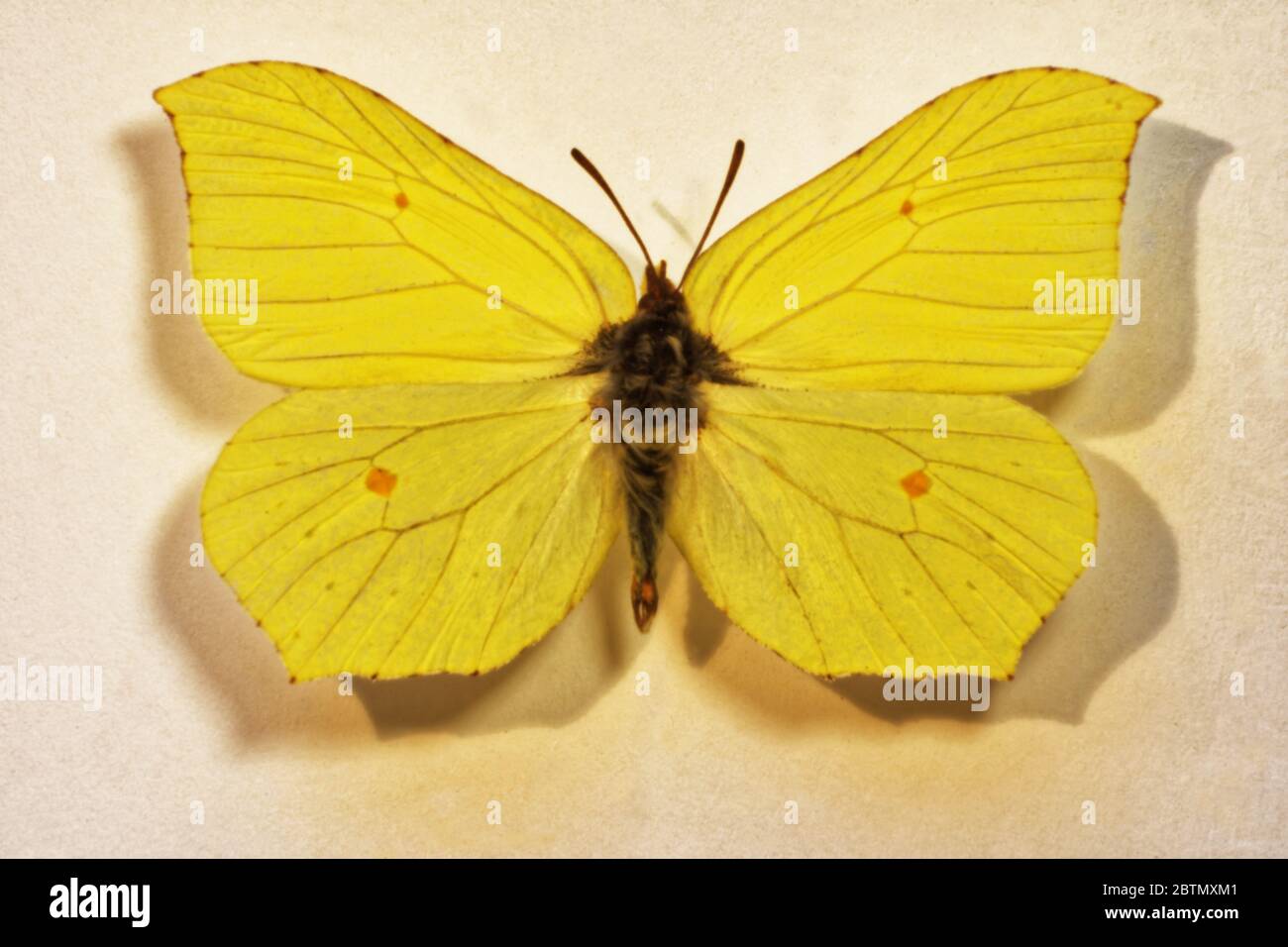 Photo butterfly Gonepteryx rhamni Stock Photo