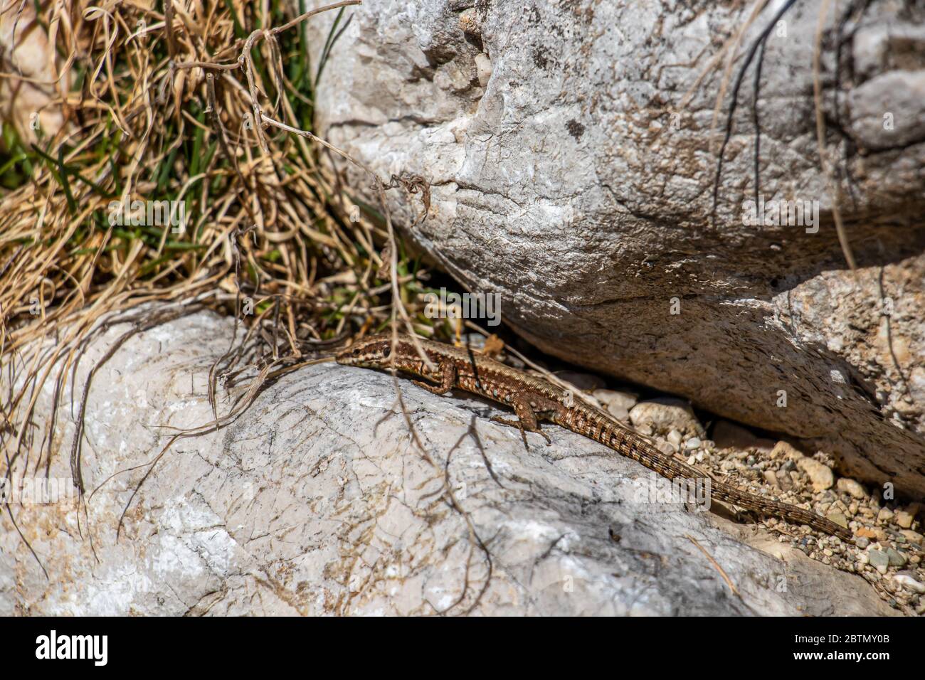 Common wall lizard resting on stone Stock Photo