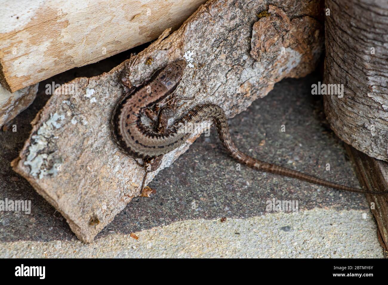Common wall lizard resting on wood Stock Photo