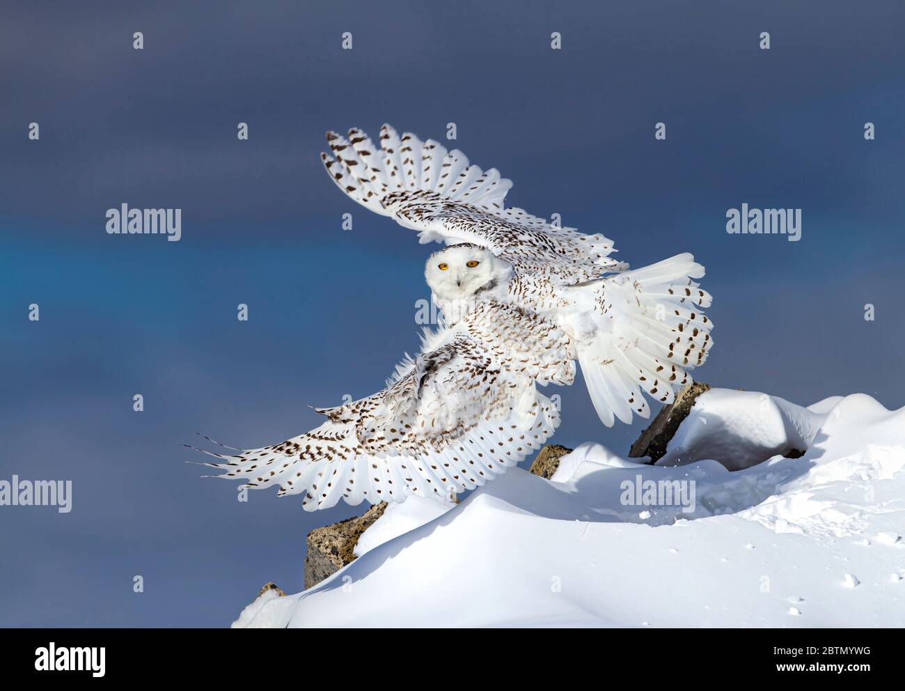 Snowy owl isolated against a blue background with wings spread wide takes flight to hunt over a snow covered field in Ottawa, Canada Stock Photo