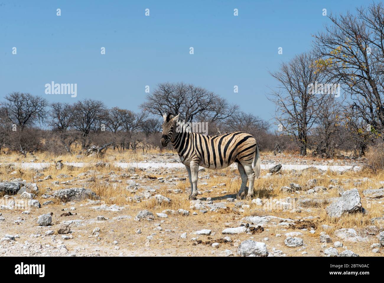 Zebra in desert hi-res stock photography and images - Alamy