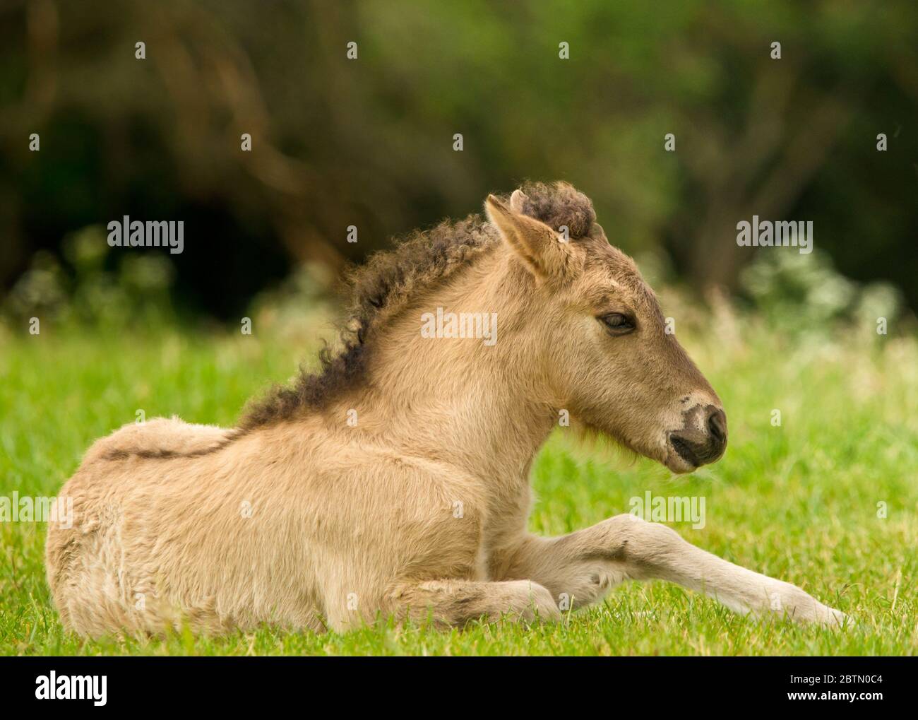 A pretty and cute dun horse foal of an Icelandic horse is trying to get