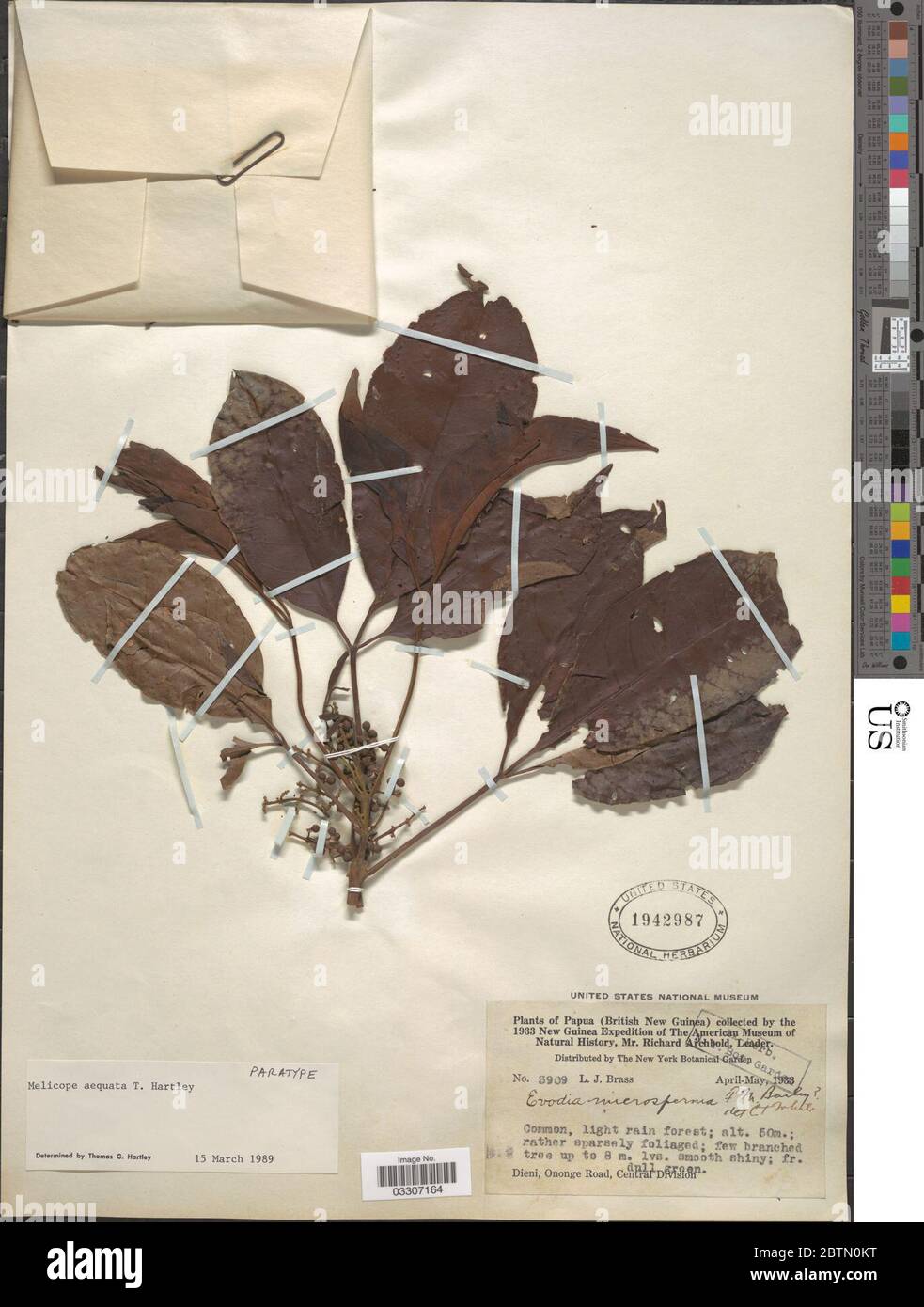 Melicope aequata TG Hartley. 12 Jul 20191 Stock Photo