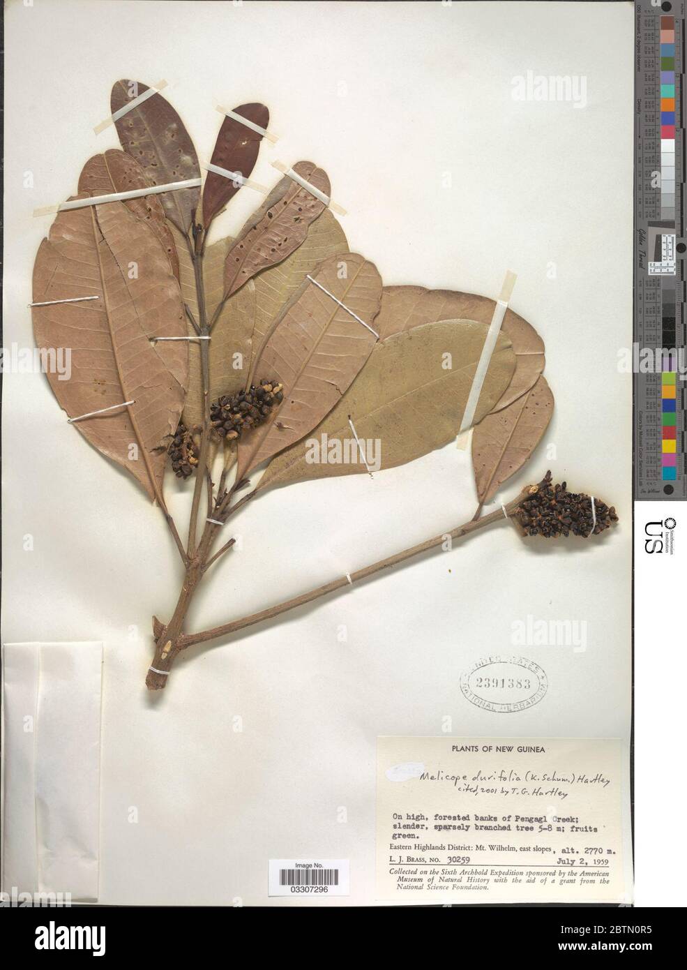 Melicope durifolia K Schum TG Hartley. 12 Jul 20191 Stock Photo