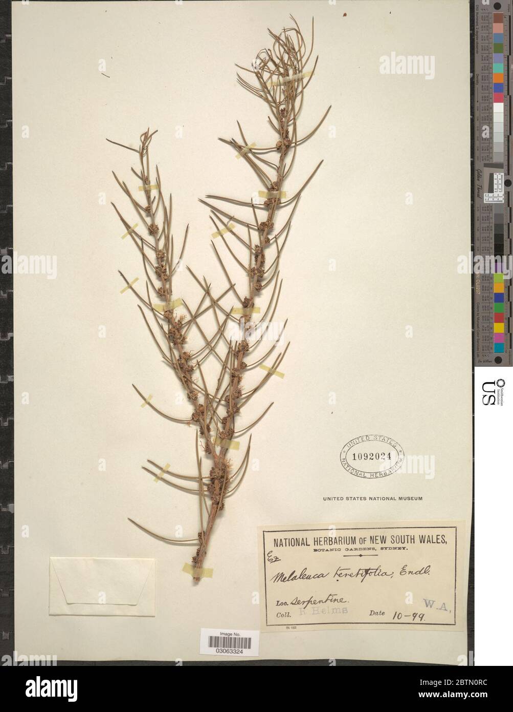 Melaleuca teretifolia. Stock Photo