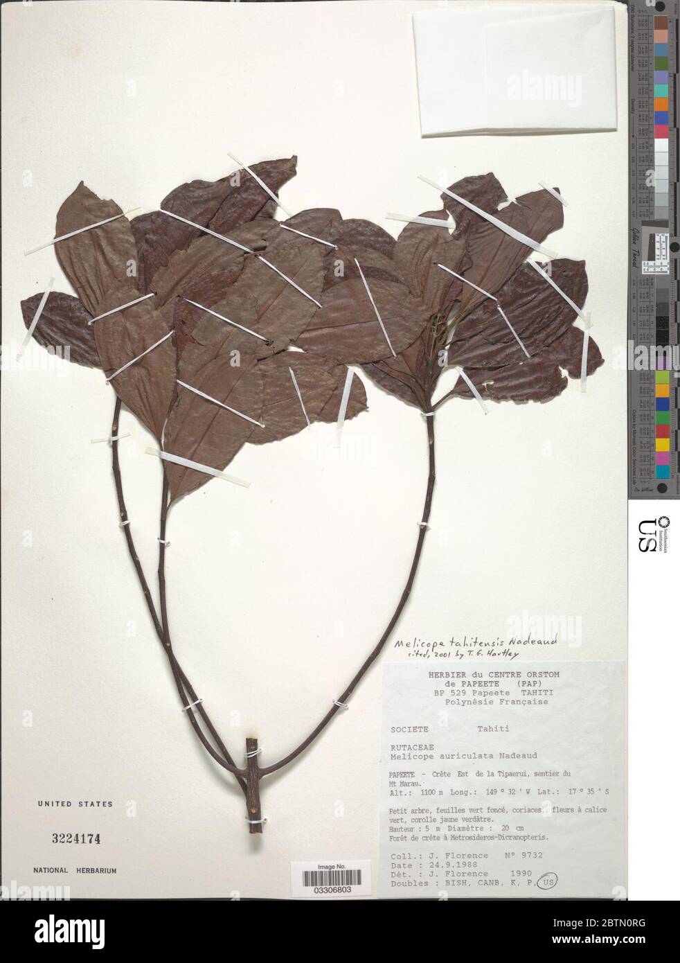 Melicope tahitensis Nadeaud. 12 Jul 20191 Stock Photo
