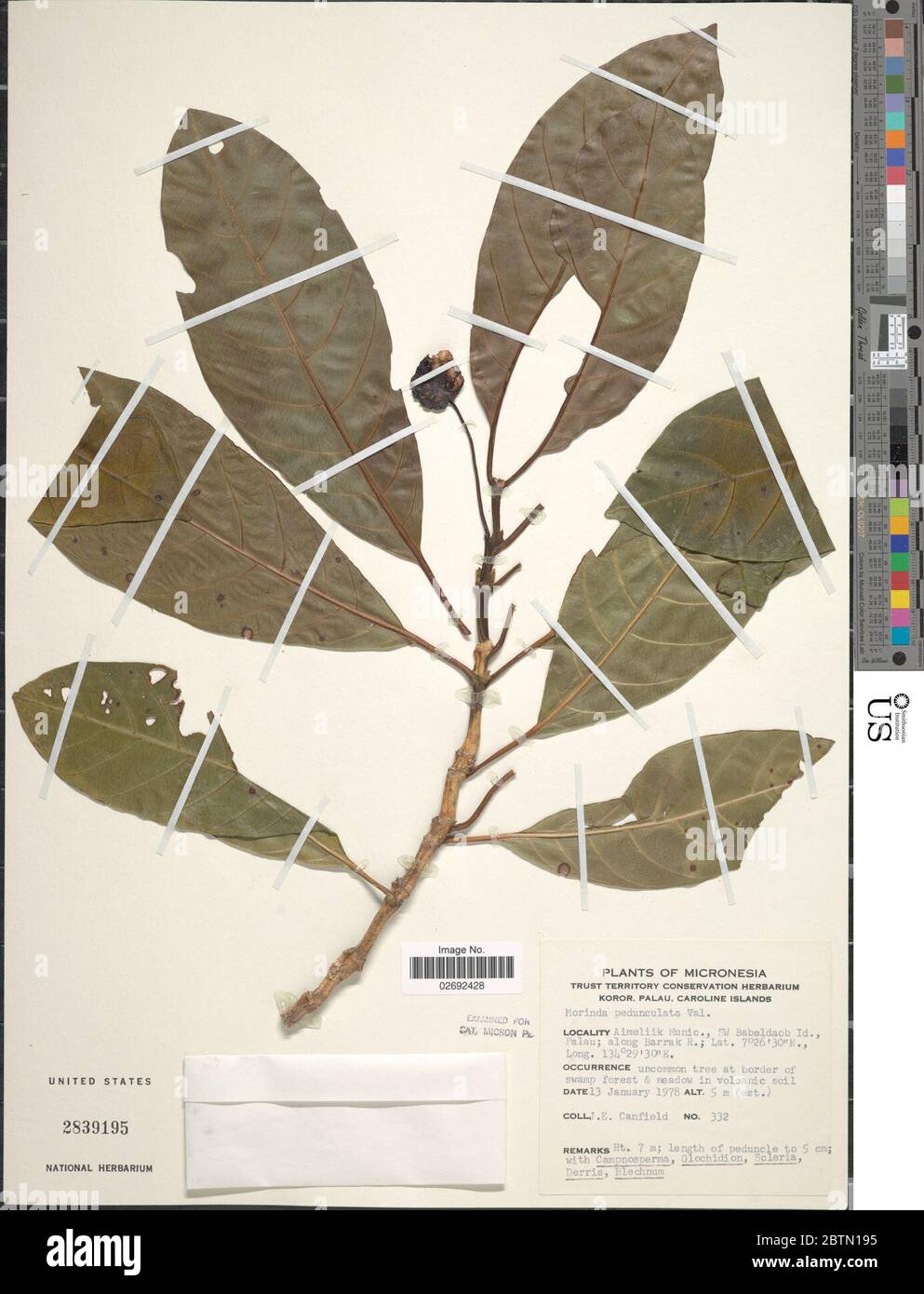 Morinda pedunculata Valeton. Stock Photo