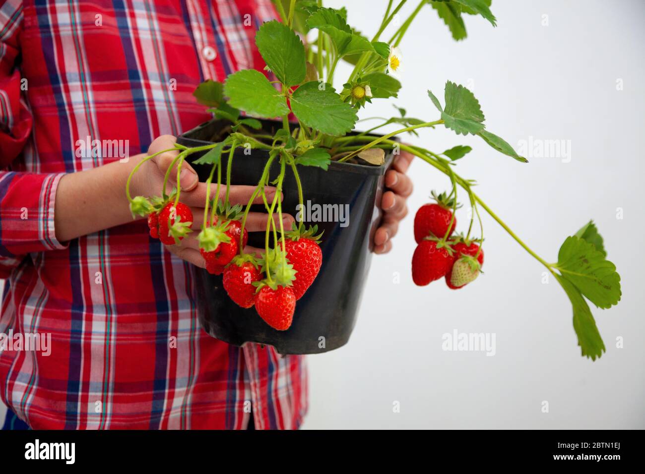 Grow strawberries at home on the balcony in pots. Strawberry bush with
