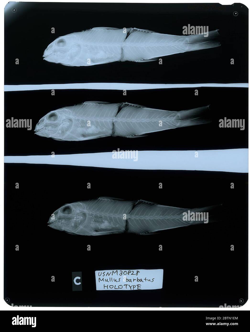 Mullus barbatus auratus. Radiograph is of a type; The Smithsonian NMNH Division of Fishes uses the convention of maintaining the original species name for type specimens designated at the time of description. The currently accepted name for this species is Mullus auratus.26 Oct 20182 Stock Photo