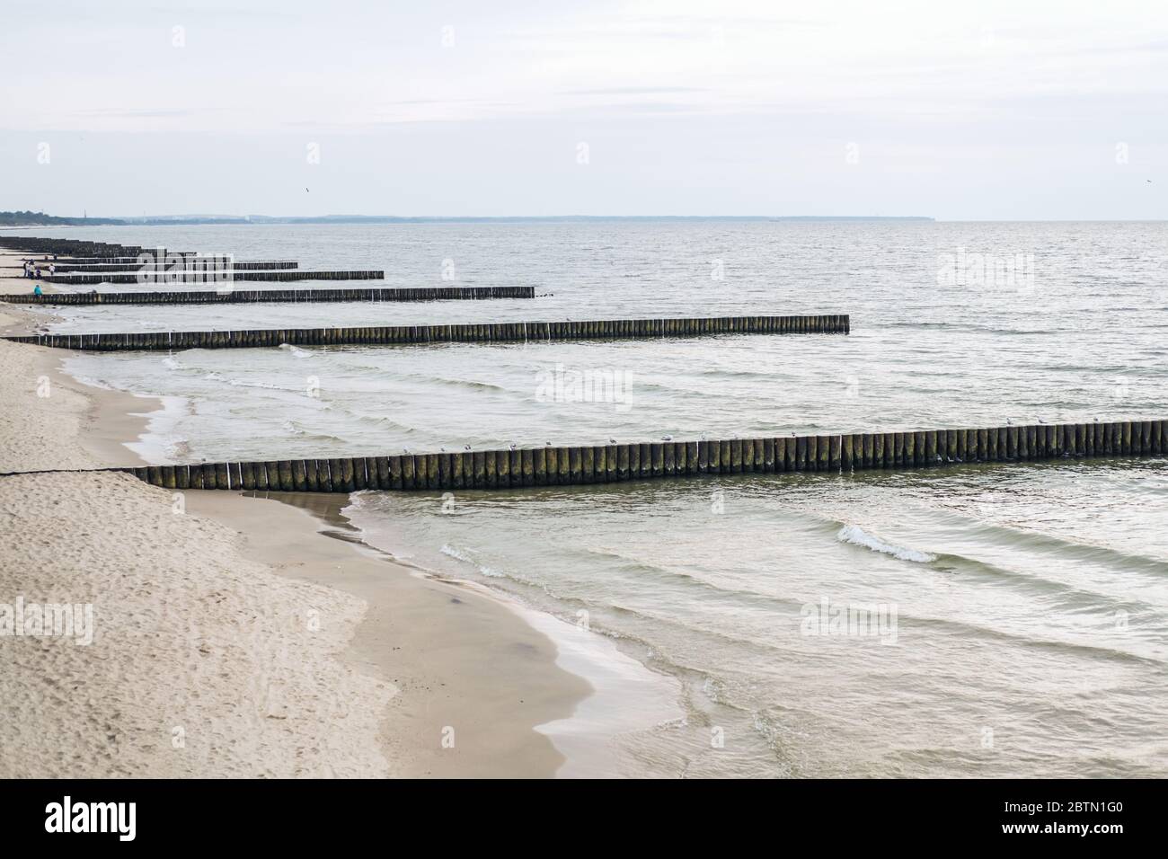 Breakwater on seashore from wooden logs. Seagulls are sitting on it in ...