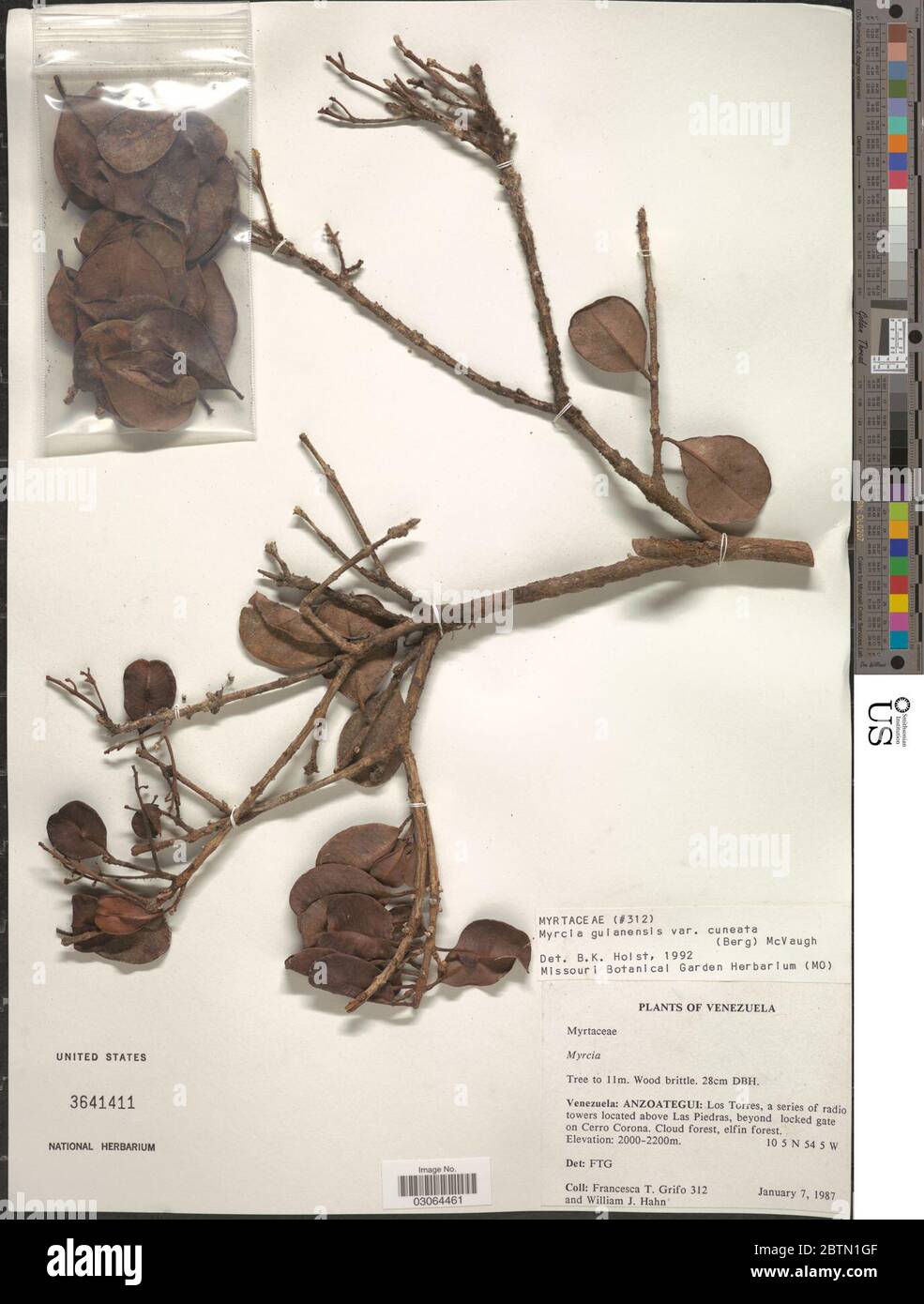 Myrcia guianensis var cuneata O Berg McVaugh. Stock Photo