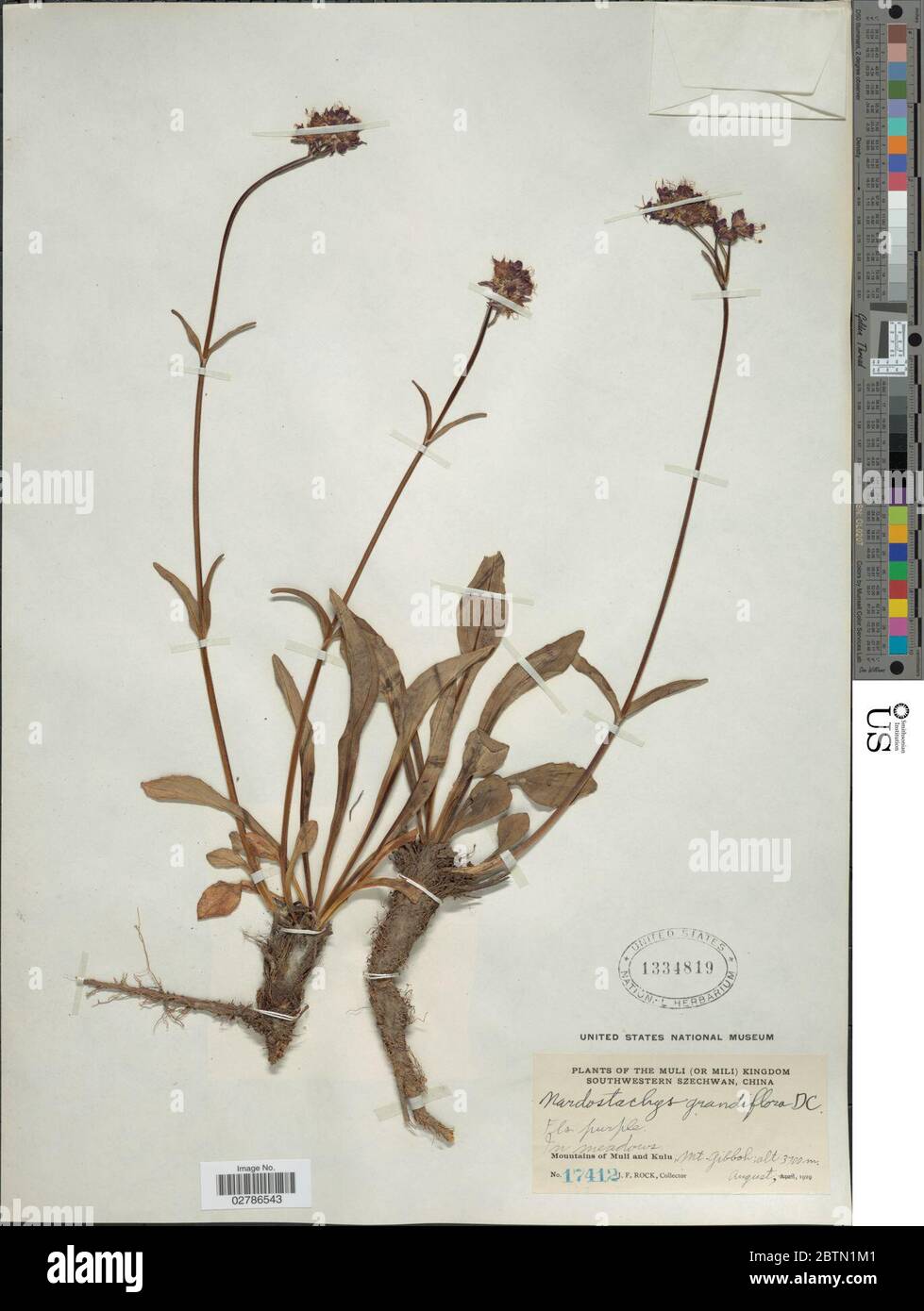 Nardostachys grandiflora DC Stock Photo Alamy