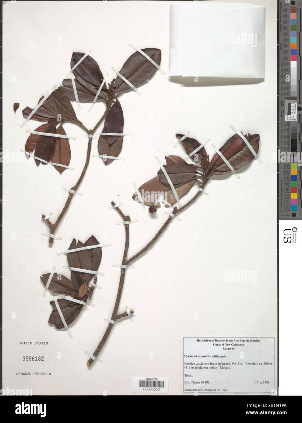Myrtopsis myrtoidea Baill ex Guillaumin. 12 Jul 20191 Stock Photo