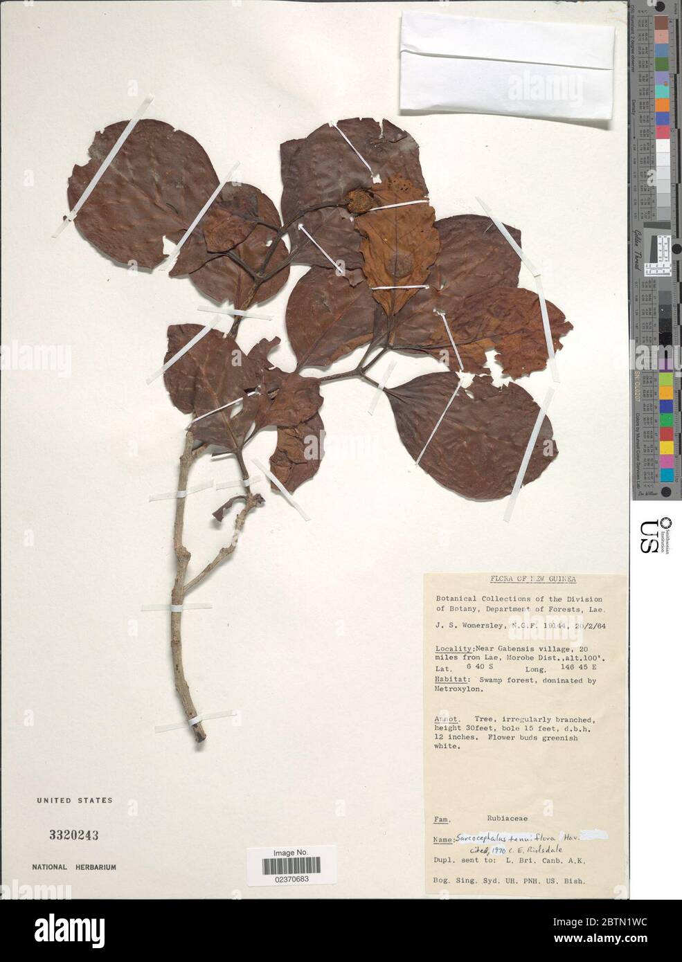 Nauclea tenuiflora Havil Merr. Stock Photo