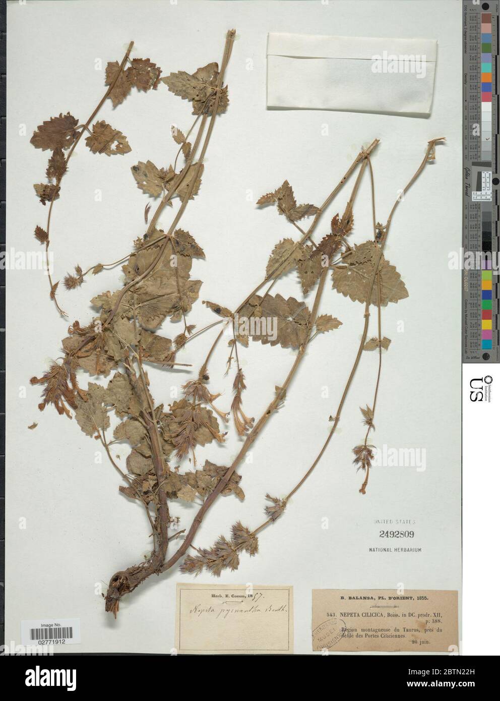 Nepeta cilicica Boiss ex Benth. 14 Sep 20181 Stock Photo