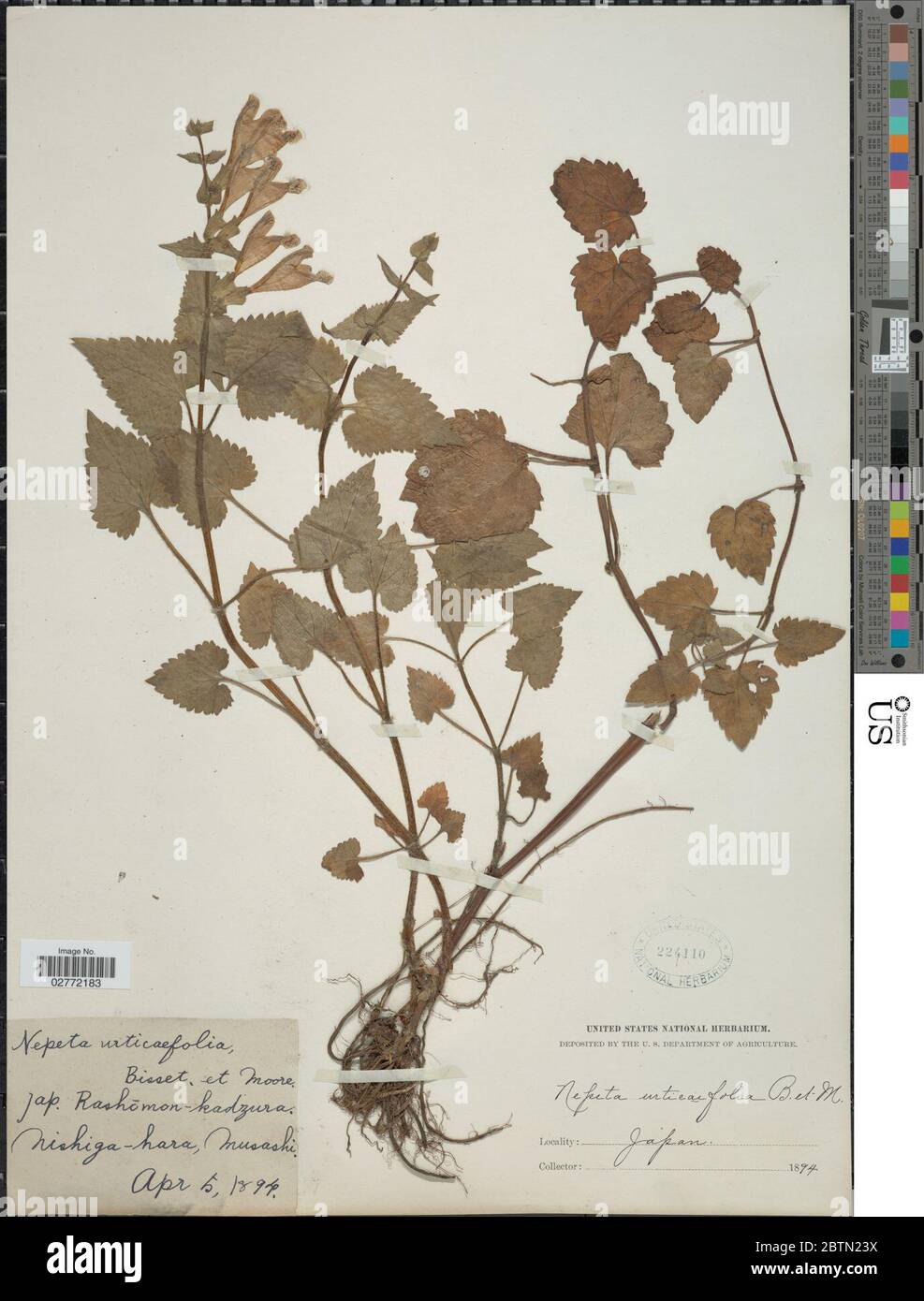 Nepeta urticifolia H Lv. 2 Jul 20181 Stock Photo