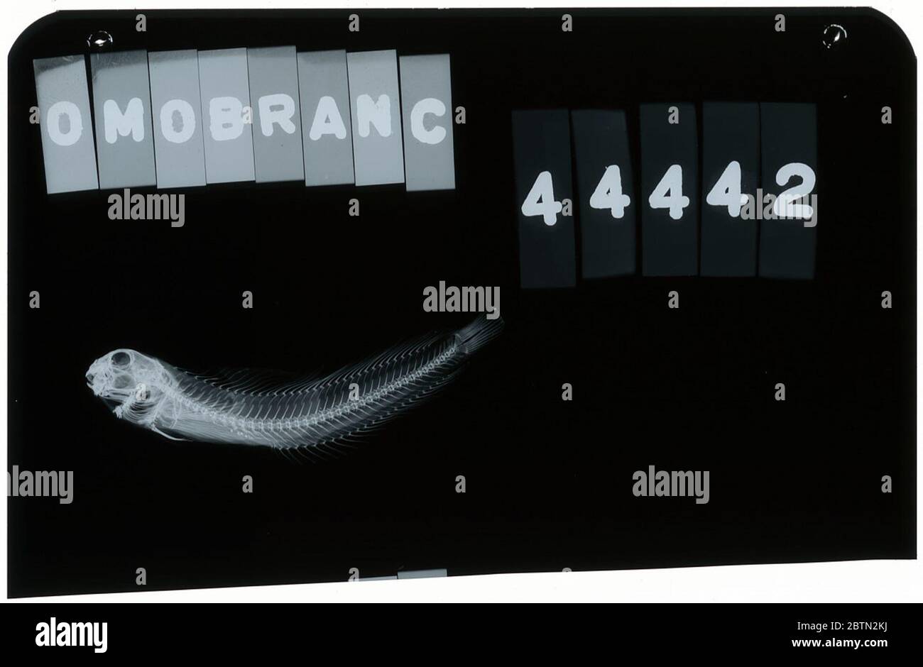 Omobranchus elegans. X-rayed for springer, v. g. may/1969.3 Dec 20151 Stock Photo