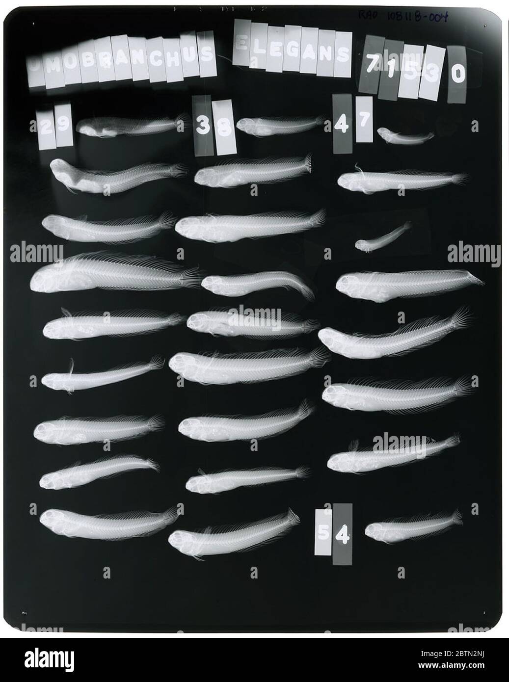 Omobranchus elegans. X-rayed april 1969 for dr. springer.11 May 201897 Stock Photo