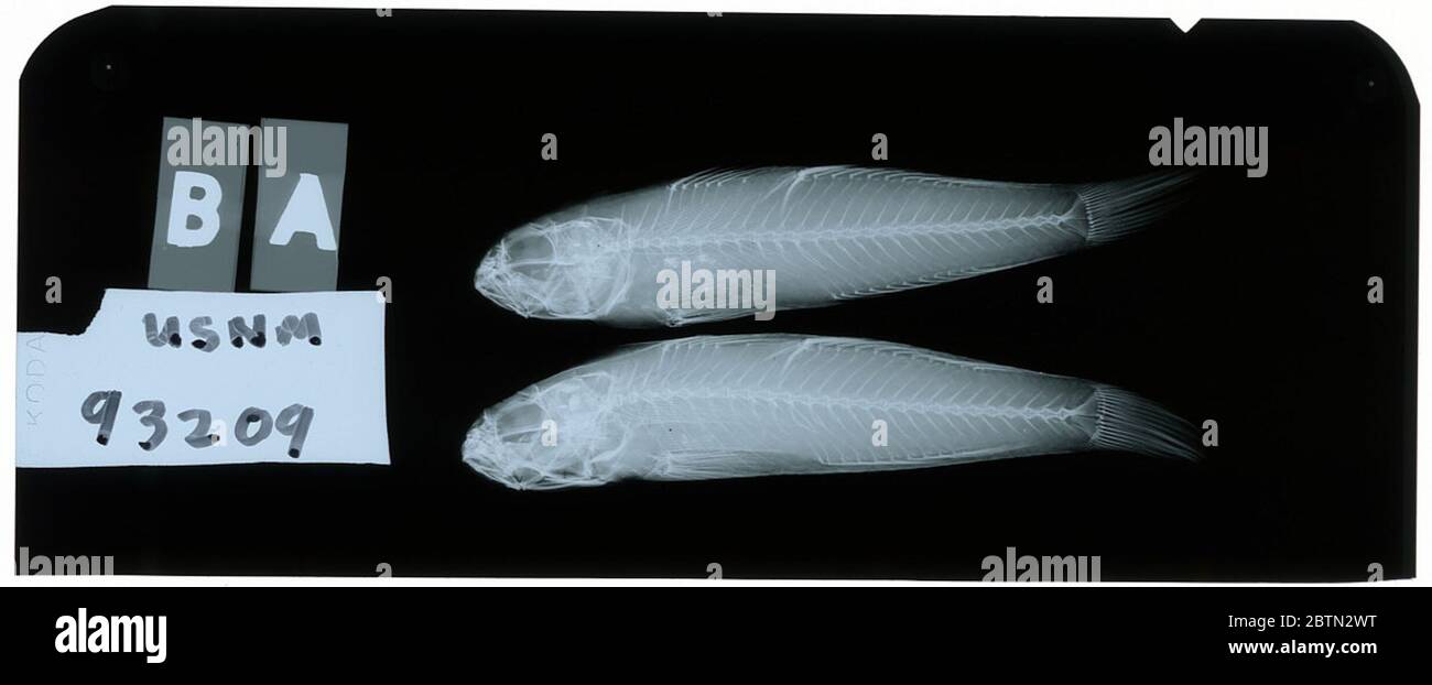 Oplopomus vergens. Radiograph is of a type; The Smithsonian NMNH Division of Fishes uses the convention of maintaining the original species name for type specimens designated at the time of description. Stock Photo