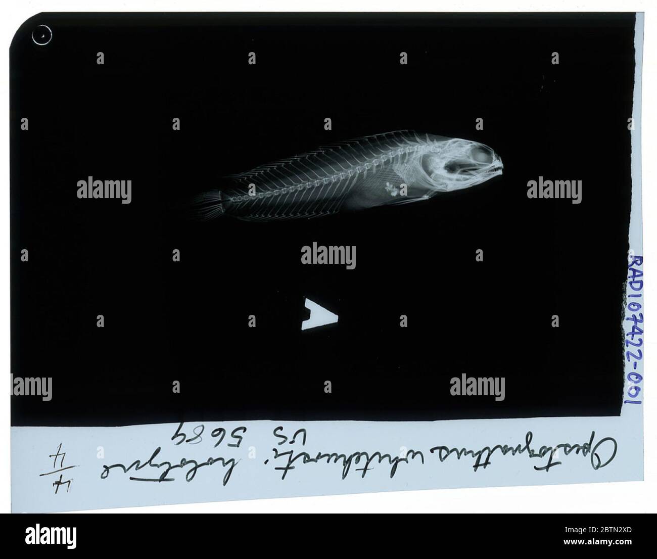 Opisthognathus whitehursti. Radiograph is of a holotype; The Smithsonian NMNH Division of Fishes uses the convention of maintaining the original species name for type specimens designated at the time of description. The currently accepted name for this species is Opistognathus whitehursti.6 Nov 20182 Stock Photo