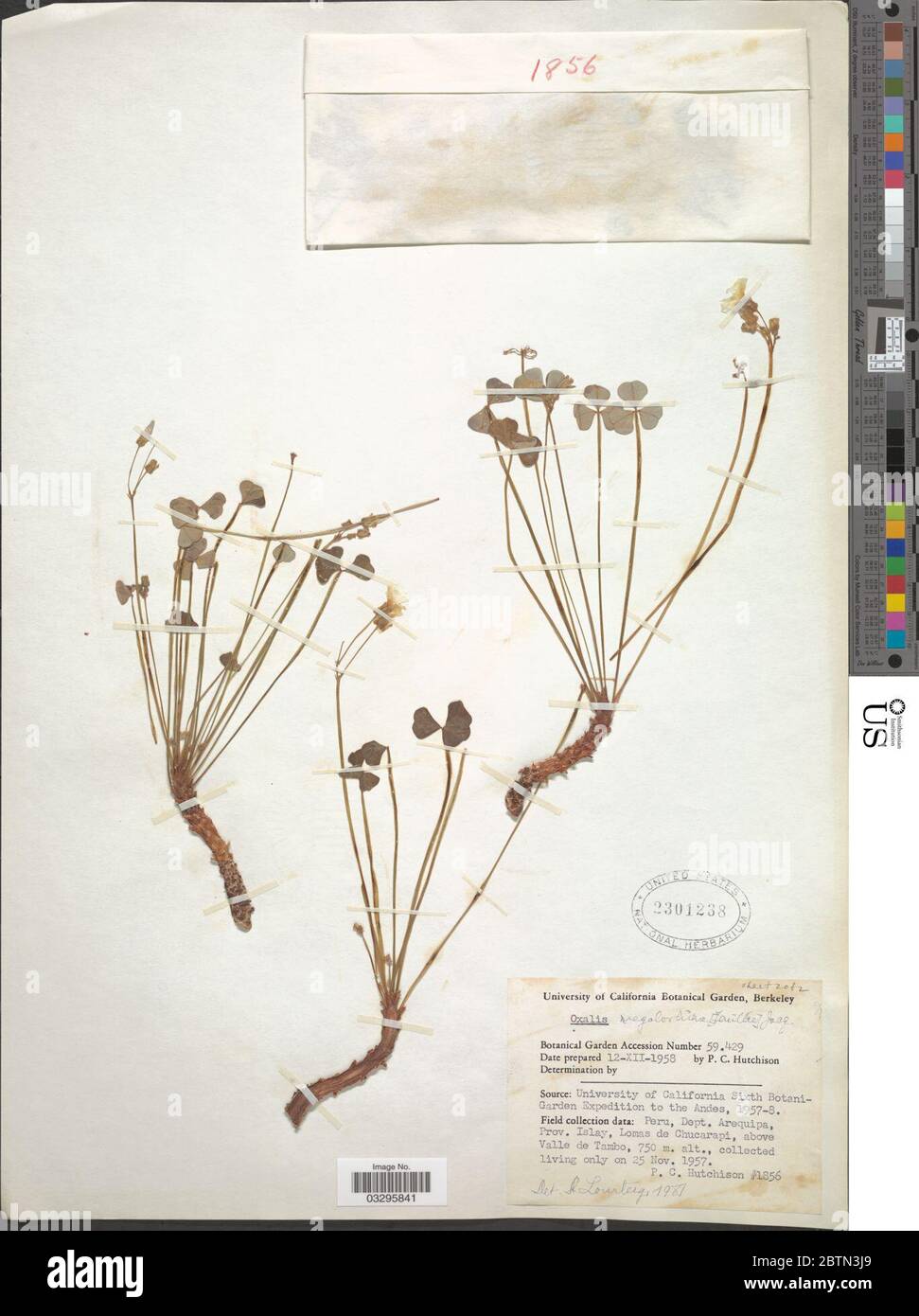 Oxalis megalorrhiza Jacq. 20 May 20191 Stock Photo