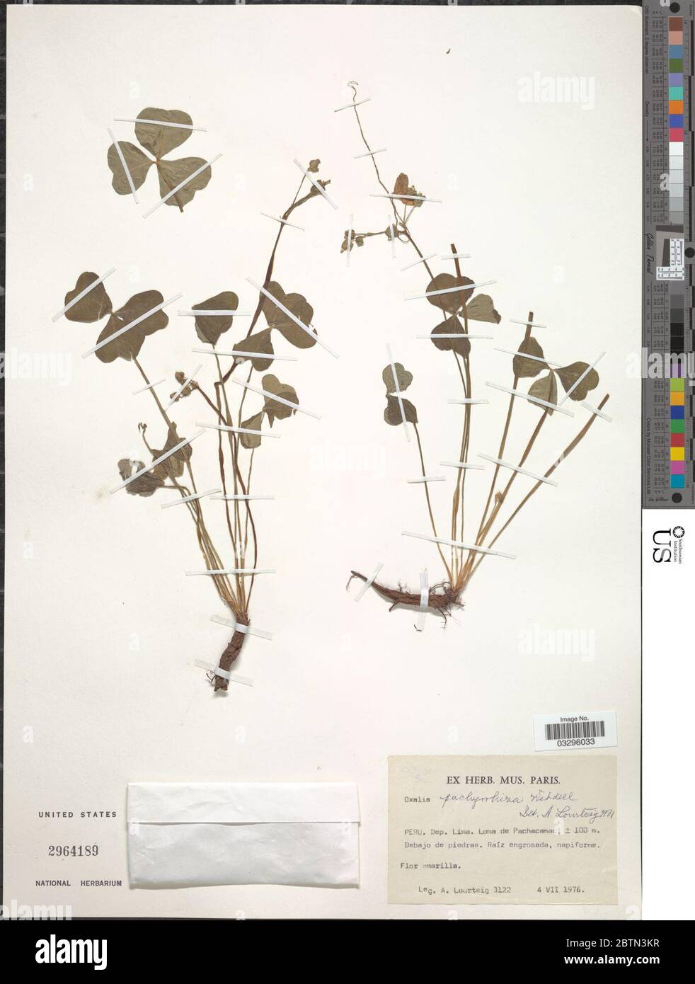 Oxalis pachyrrhiza Wedd. 20 May 20191 Stock Photo