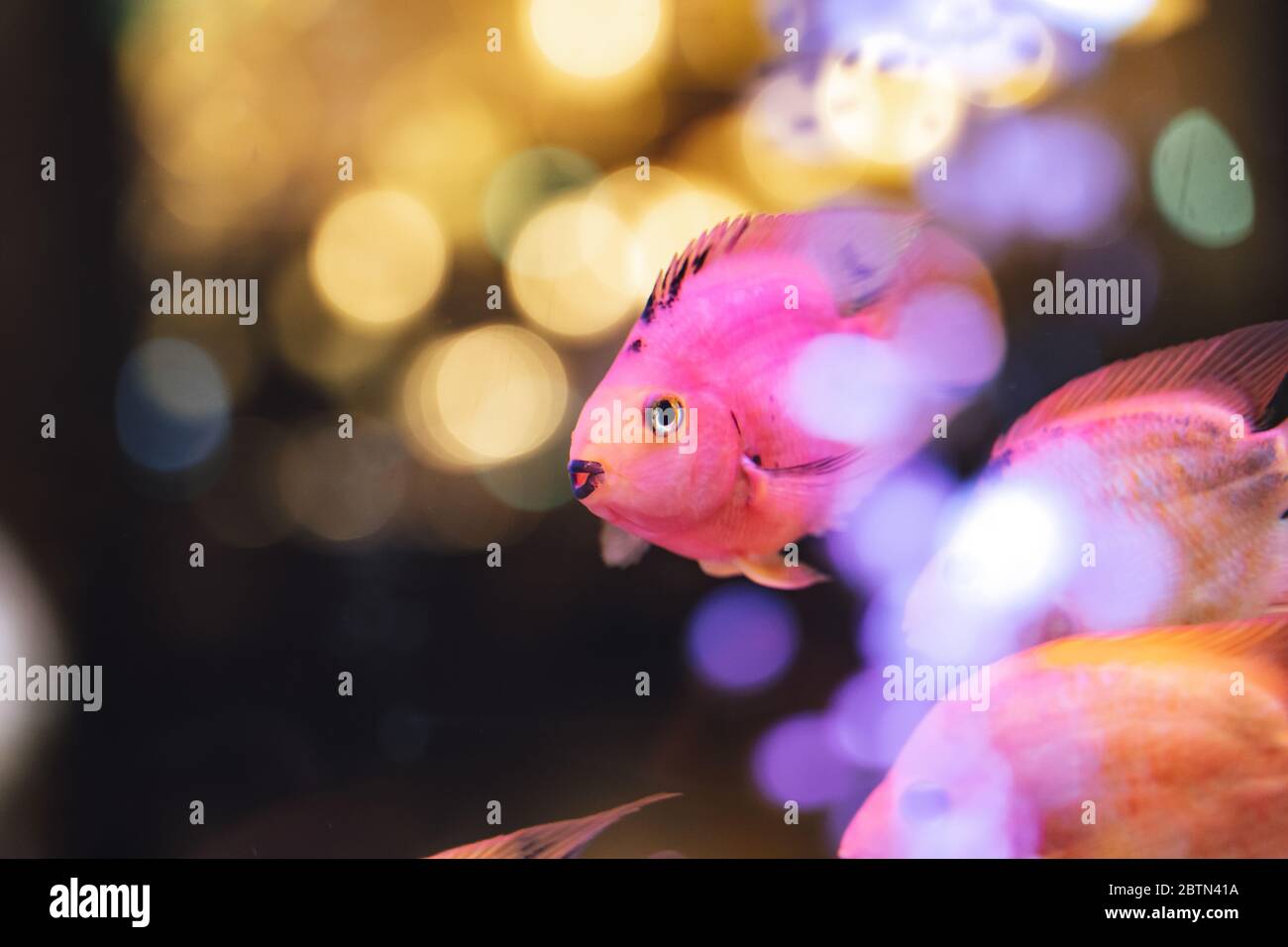 Colorful pink tropical fish swimming in aquarium Stock Photo - Alamy