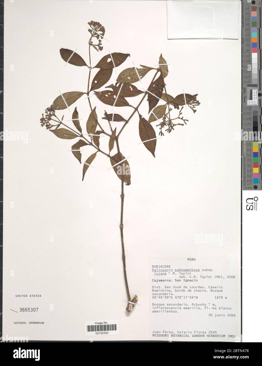 Palicourea subtomentosa subsp lojana CM Taylor. 19 Dec 20171 Stock Photo