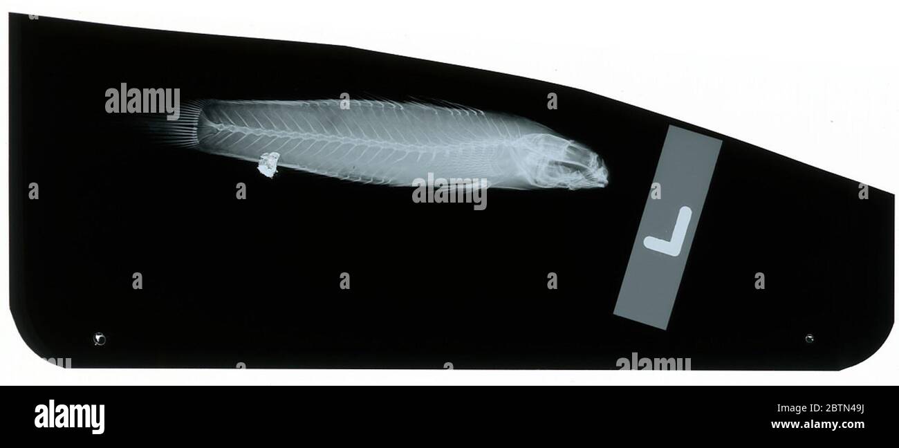 Pallidogobius rigilius Herre. Radiograph is of a holotype; The Smithsonian NMNH Division of Fishes uses the convention of maintaining the original species name for type specimens designated at the time of description. Stock Photo