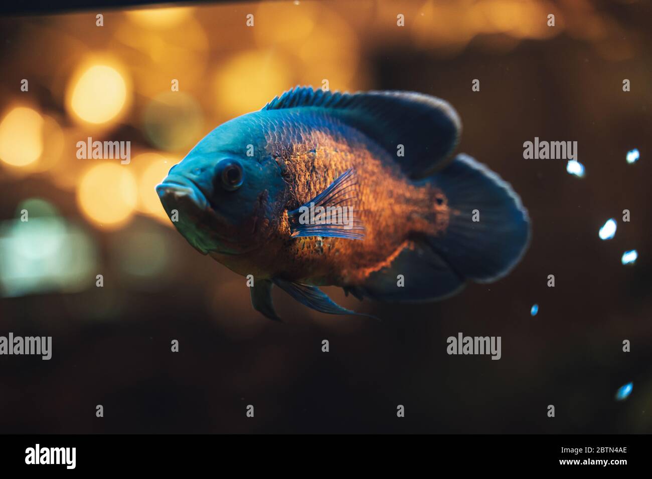 Tropical fish reflecting surrounding lights Stock Photo Alamy