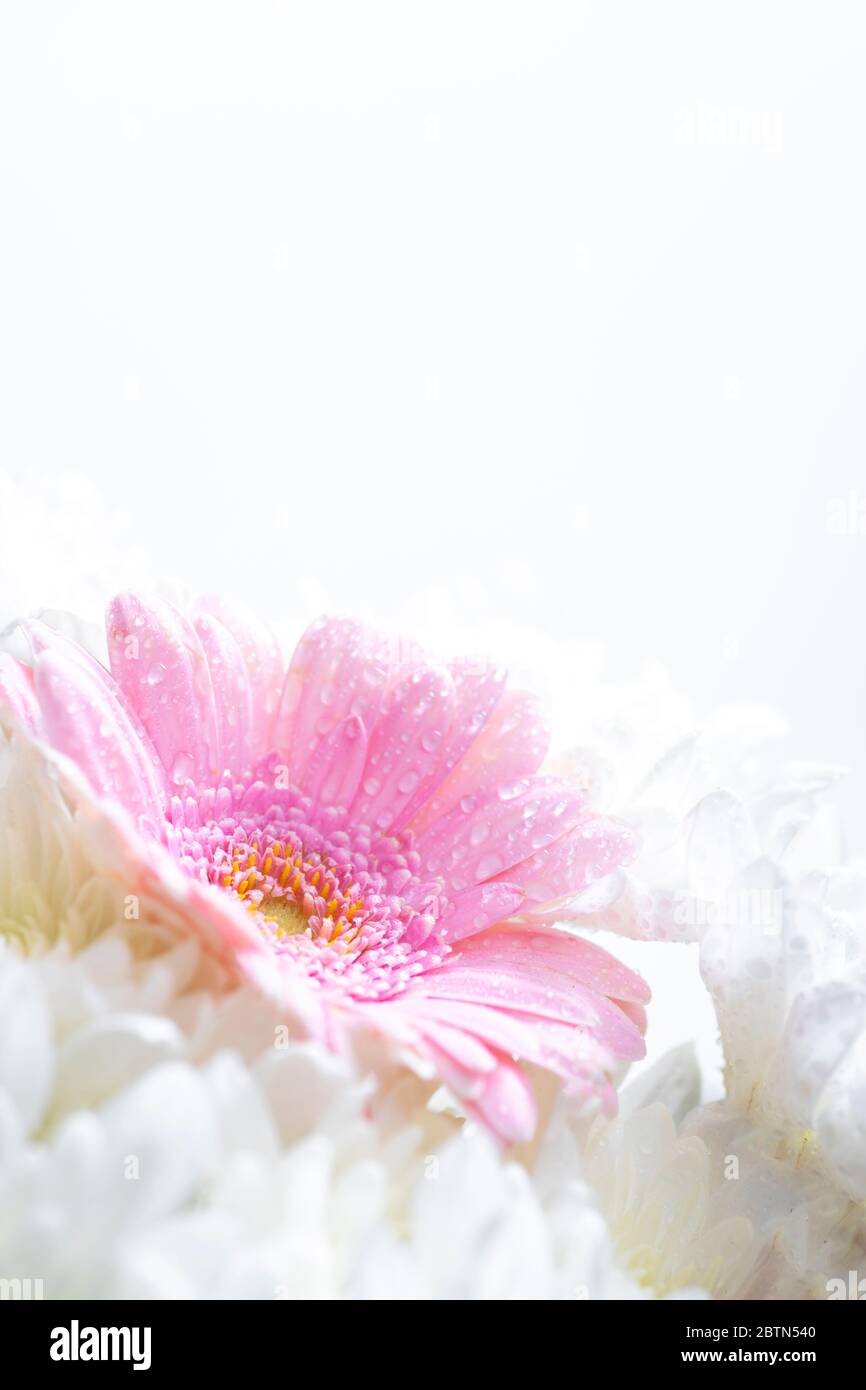 Still life of flowers on white background Stock Photo - Alamy