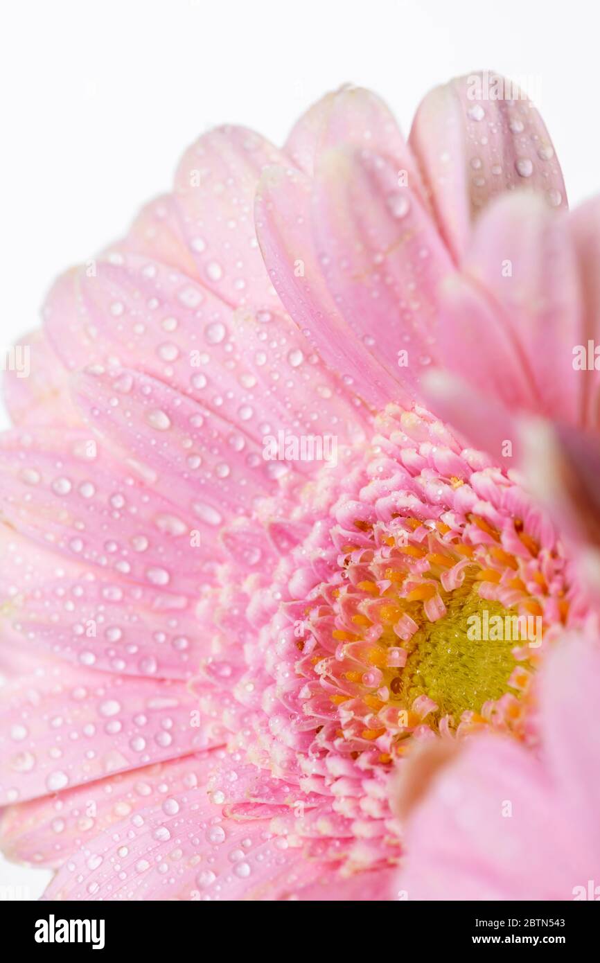 Still life of flowers on white background Stock Photo - Alamy