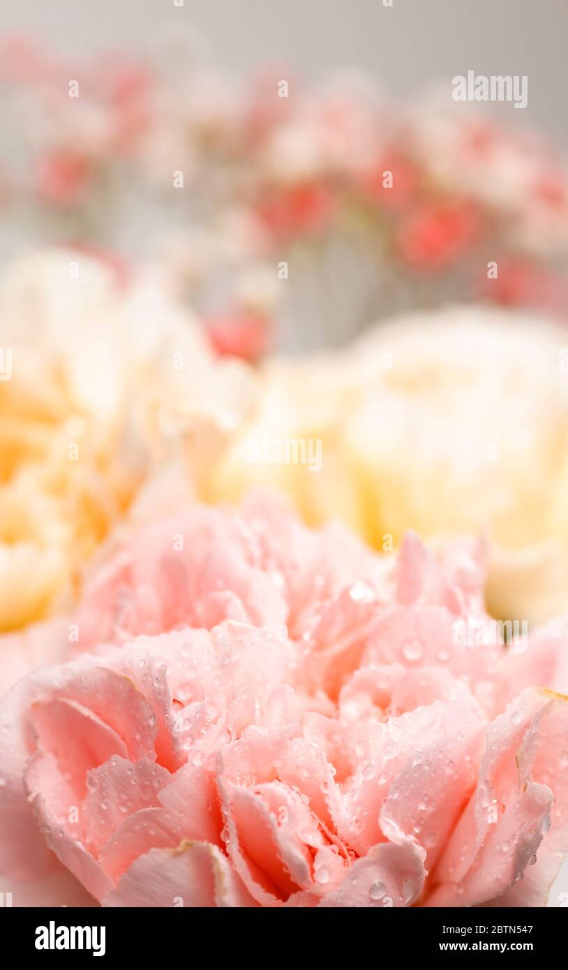 Still life of flowers on white background Stock Photo - Alamy