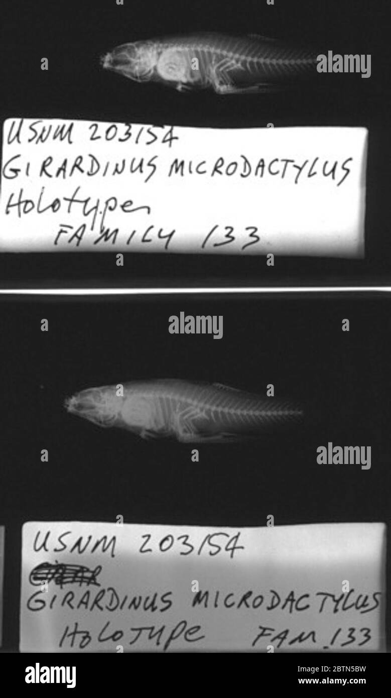 Girardinus microdactylus Rivas. 27 Feb 20201 Stock Photo