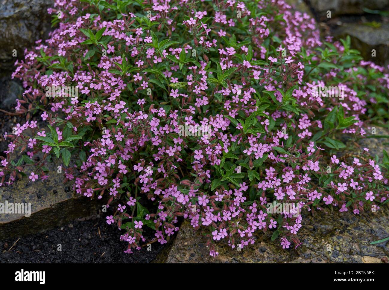 Saponaria ocymoides, the rock soapwort or tumbling Ted Stock Photo