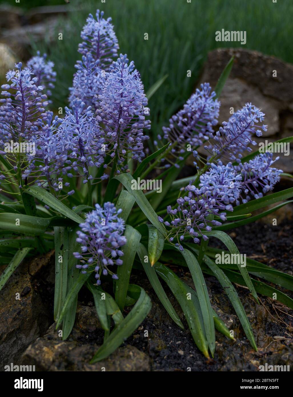 Scilla litardierei, the amethyst meadow squill or Dalmatian scilla blooming Stock Photo
