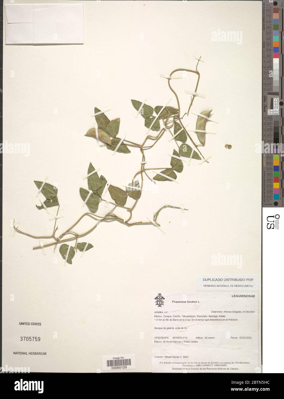 Phaseolus lunatus L. Stock Photo
