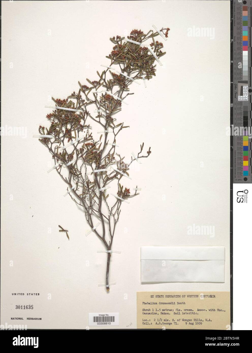 Phebalium drummondii Benth. 12 Jul 20191 Stock Photo