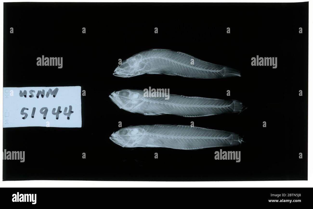 Gnatholepis calliurus Jordan Seale. Radiograph is of a holotype; The Smithsonian NMNH Division of Fishes uses the convention of maintaining the original species name for type specimens designated at the time of description. Stock Photo