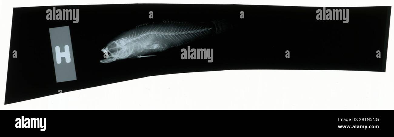 Amblygobius naraharae. Radiograph is of a type; The Smithsonian NMNH Division of Fishes uses the convention of maintaining the original species name for type specimens designated at the time of description. Stock Photo