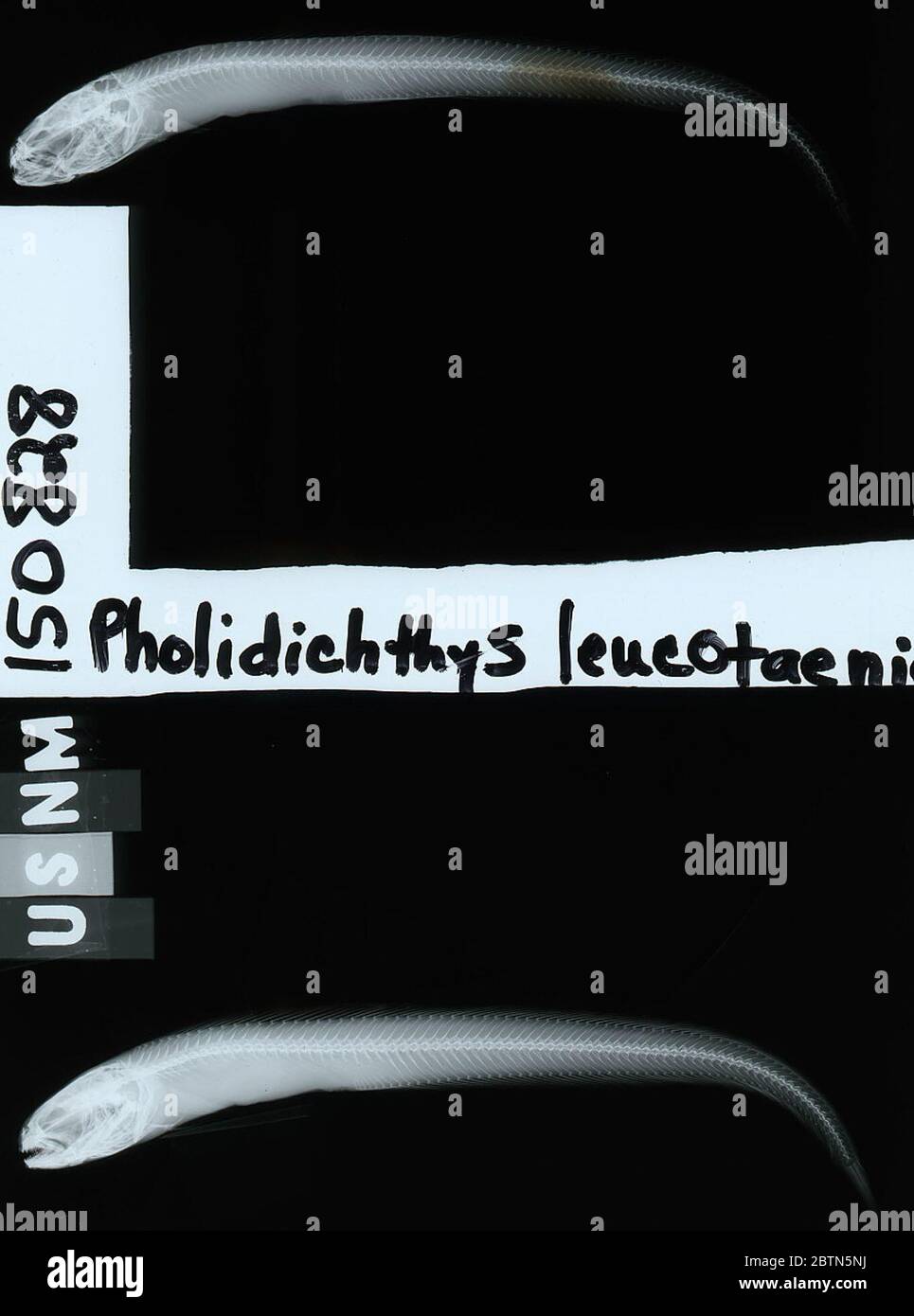 Pholidichthys leucotaenia. 1 Feb 20161 Stock Photo