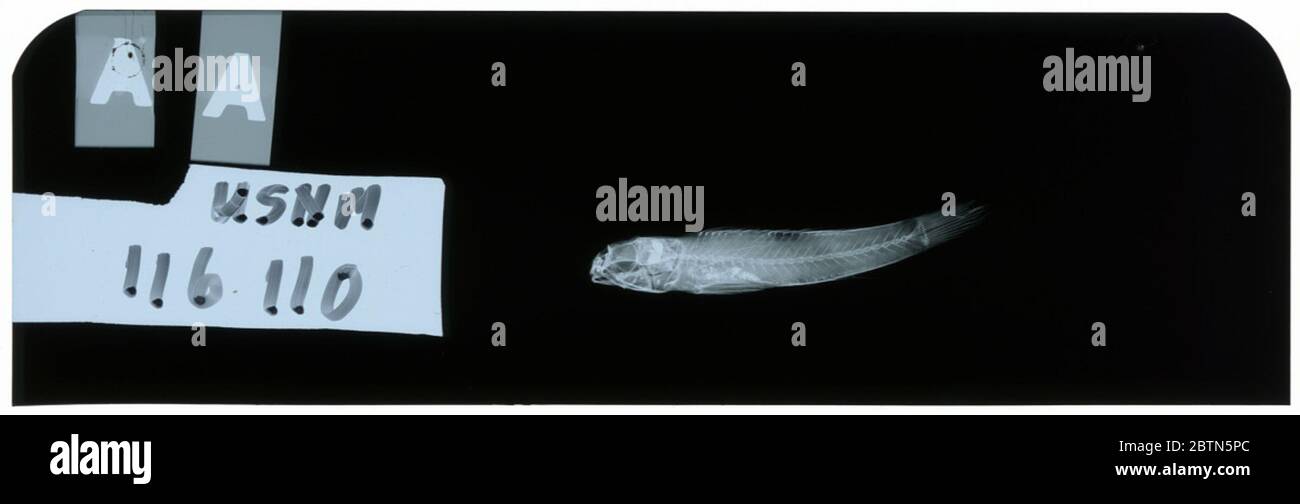 Gnatholepis hololepis. Radiograph is of a holotype; The Smithsonian NMNH Division of Fishes uses the convention of maintaining the original species name for type specimens designated at the time of description. Stock Photo