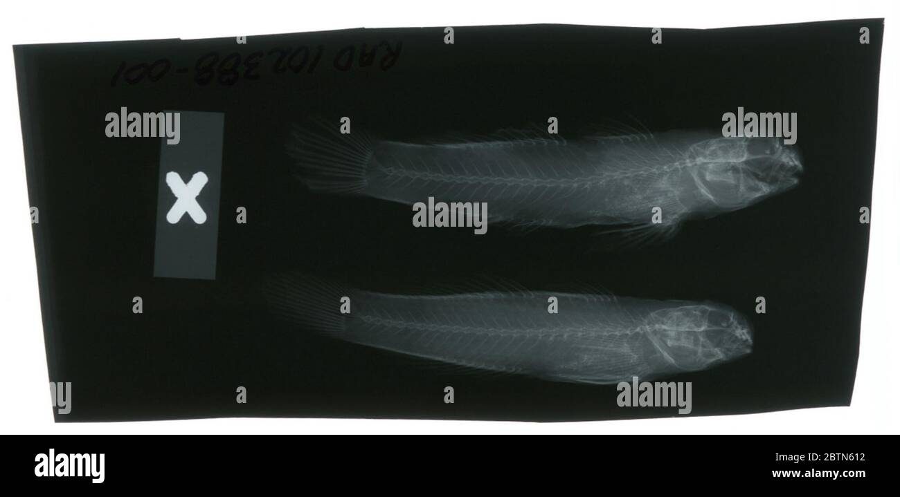 Gobius calderae. Radiograph is of a type; The Smithsonian NMNH Division of Fishes uses the convention of maintaining the original species name for type specimens designated at the time of description. Stock Photo