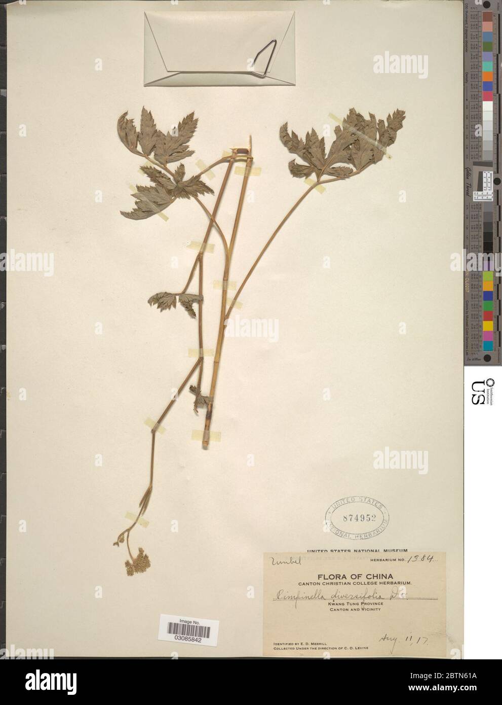 Pimpinella diversifolia DC. Stock Photo