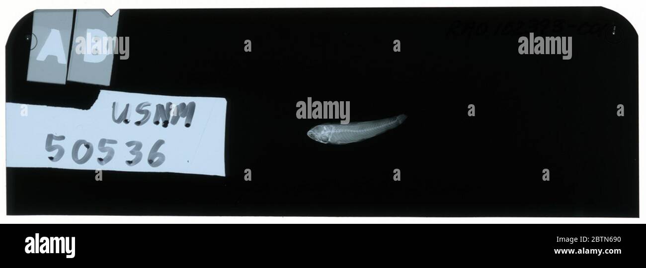 Gobius sternbergi. Radiograph is of a syntype; The Smithsonian NMNH Division of Fishes uses the convention of maintaining the original species name for type specimens designated at the time of description. Stock Photo