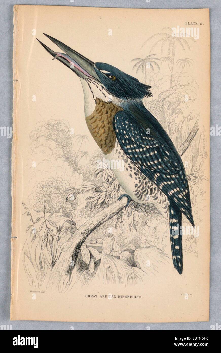 Great African Kingfisher Plate 11 from Birds of Western Africa. Research in ProgressLarge stocky bird on a branch over a waterfall, swallowing a fish. He has a white underside, with black spots, a brown bib, and the rest blue. Title and artists' names below. Stock Photo