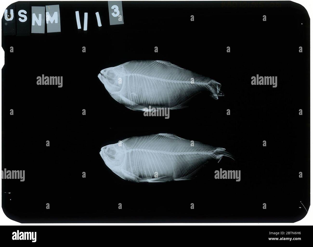 Poecilurichthys brevoortii. Radiograph is of a type; The Smithsonian NMNH Division of Fishes uses the convention of maintaining the original species name for type specimens designated at the time of description. The currently accepted name for this species is Astyanax bimaculatus.24 Oct 20181 Stock Photo