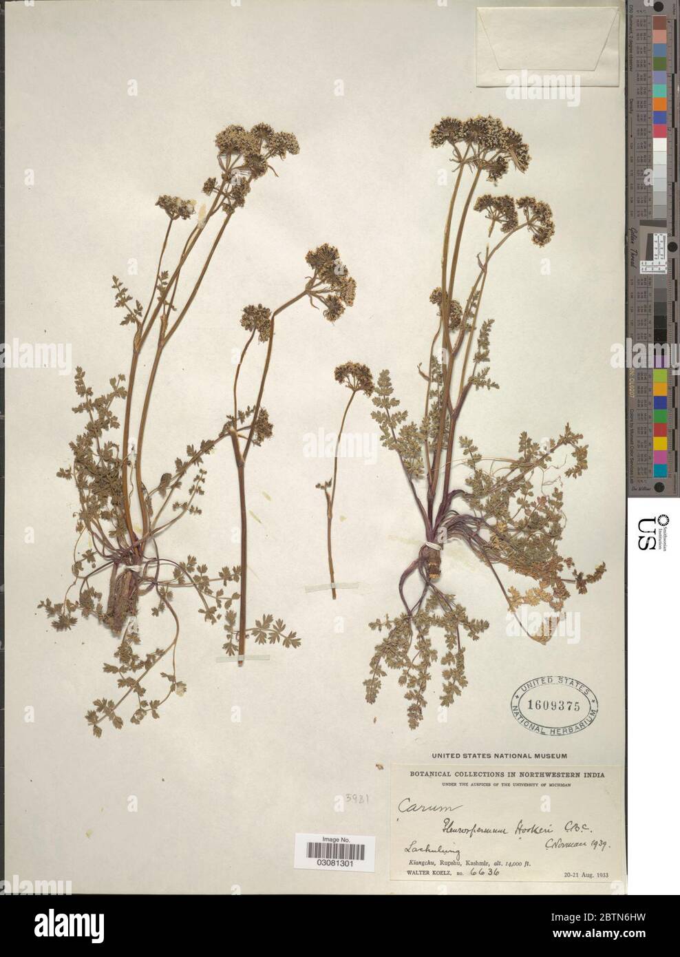 Pleurospermum hookeri CB Clarke. 4 Feb 20191 Stock Photo