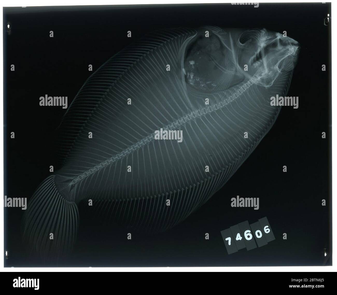 Pleuronichthys nephelus. Radiograph is of a type; The Smithsonian NMNH Division of Fishes uses the convention of maintaining the original species name for type specimens designated at the time of description. The currently accepted name for this species is Pleuronichthys coenosus.25 Oct 20181 Stock Photo