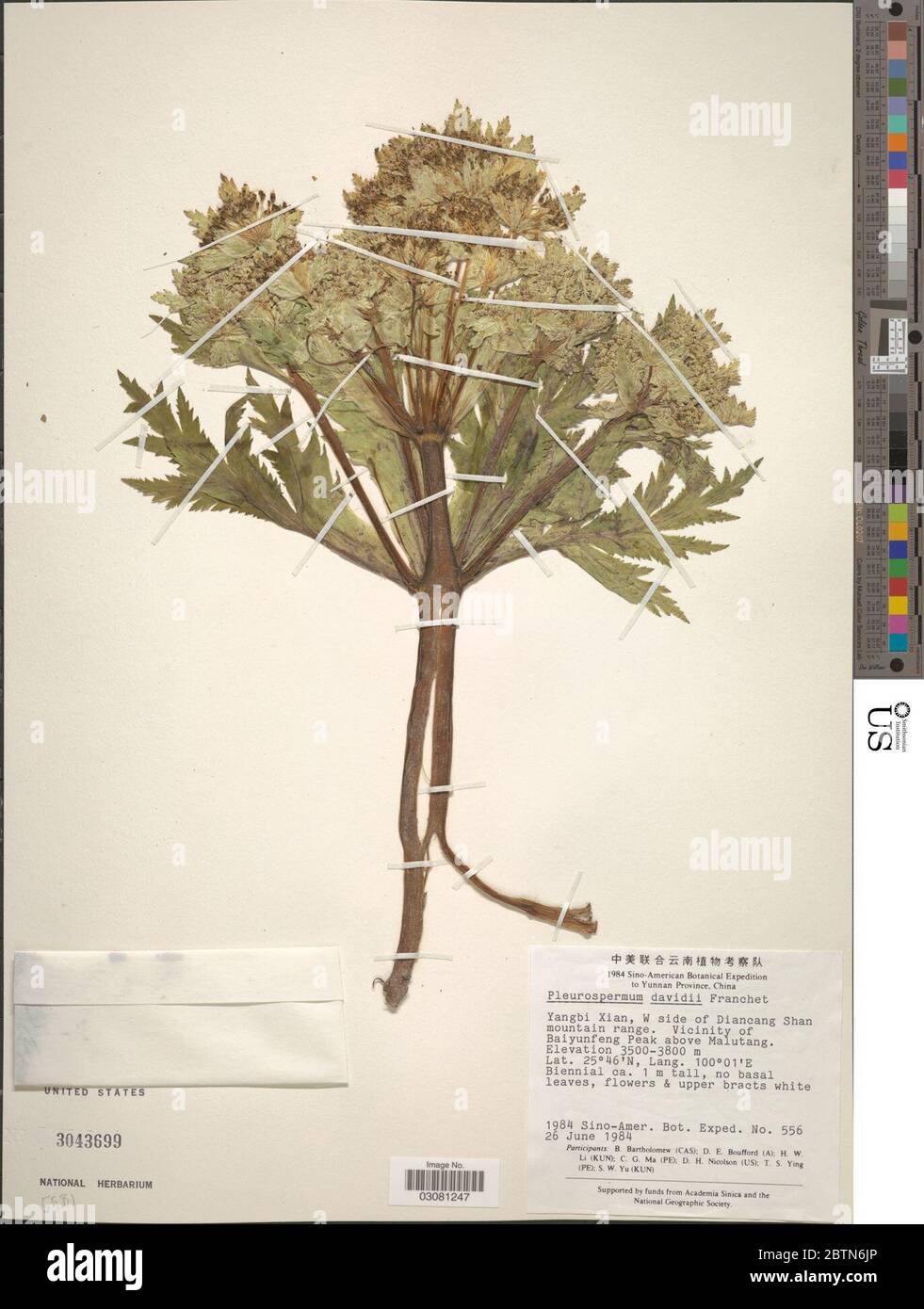 Pleurospermum davidii Franch. 4 Feb 20191 Stock Photo